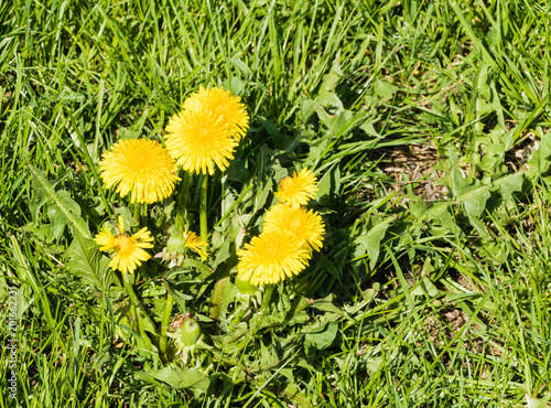 Fototapeta Naklejka Na Ścianę i Meble -  Löwenzahnblüte