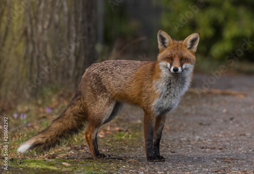 Red Fox © David