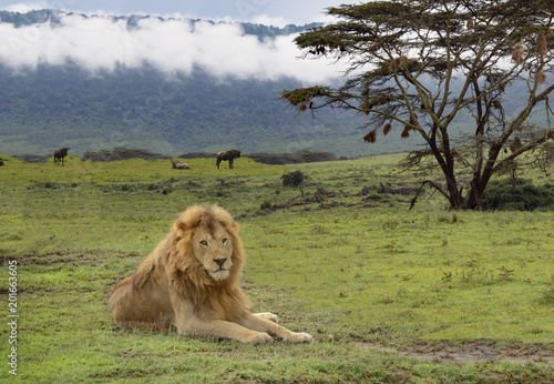 Fototapeta Naklejka Na Ścianę i Meble -  Lion laying in Serengeti with acacia tree Serengeti of Africa