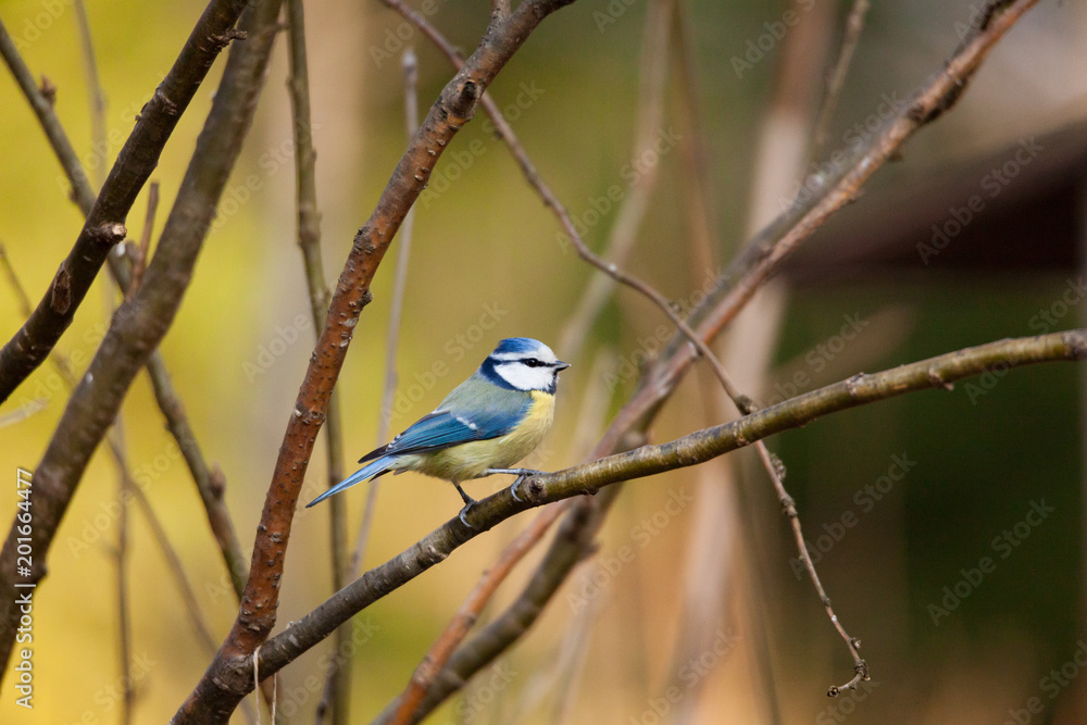 Obraz premium Blue tit bird sitting on small branch