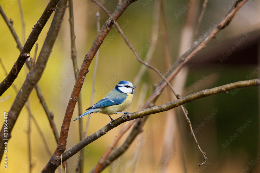 Blue tit bird sitting on small branch