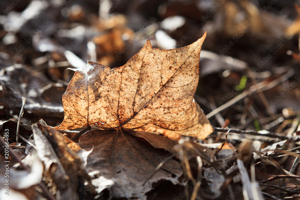 Dry fallen leaf on ground illuminated by sunlight Dry fallen leaf on ground illuminated by sunlight