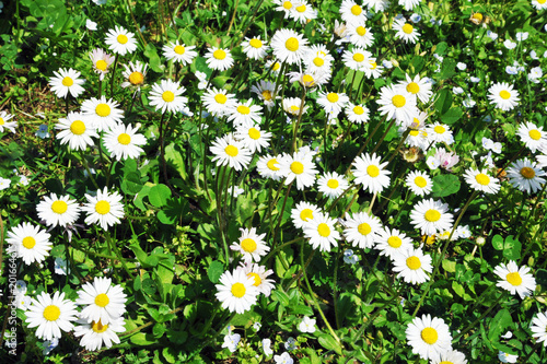 Bloosom daisy flowers in a meadow