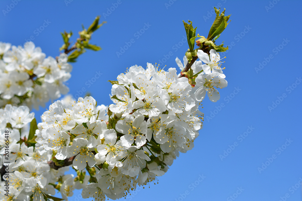 Sweet white flowers blooming cherry-tree, cherries in the spring garden. Blossoming fruit tree. Sweet white flowers blooming cherry-tree, cherries in the spring garden. Blossoming fruit tree.