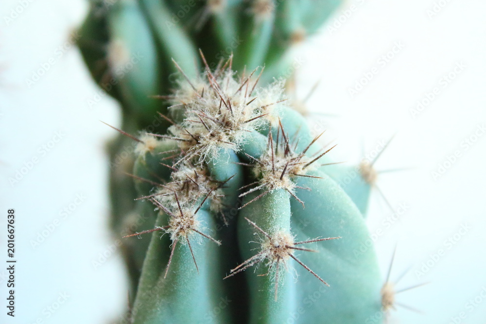 Cactus with needles covered with dust. Close-up. Home cactus. Cactus with needles covered with dust. Close-up. Home cactus.