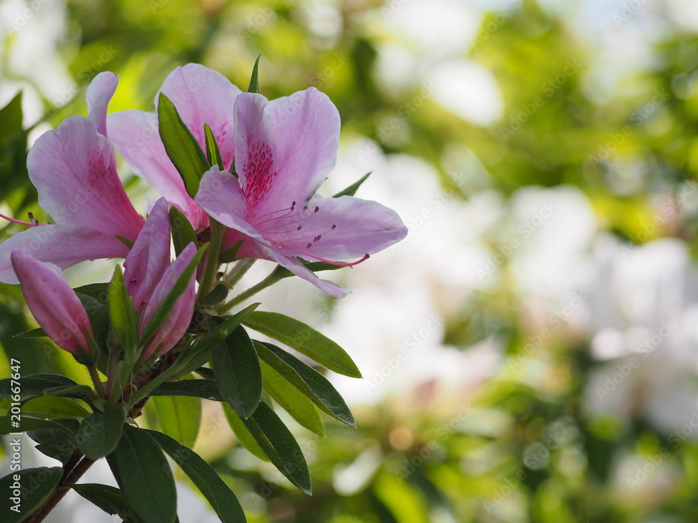 Obraz premium 春のつつじ 公園