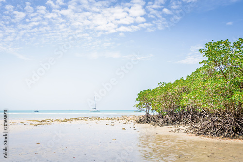 Fototapeta Naklejka Na Ścianę i Meble -  Magical palm trees view on warm summer day at a relaxing beach with white sand and crystal clear water and a rain forest in the background with coconut palms near wild ocean sea, Daintree, Australia