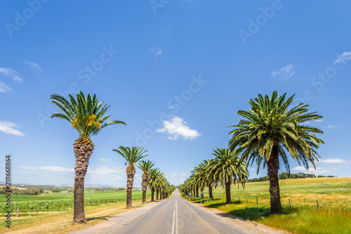Wonderful green spring summer view the wine grape valley of the great ocean road with beautiful palm plants trees next to the streets, Barossa Valley, Seppeltsfields Road, Adelaide, South/ Australia photo