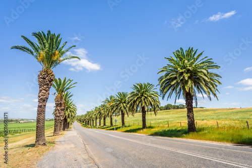 Wonderful green spring summer view the wine grape valley of the great ocean road with beautiful palm plants trees next to the streets, Barossa Valley, Seppeltsfields Road, Adelaide, South/ Australia