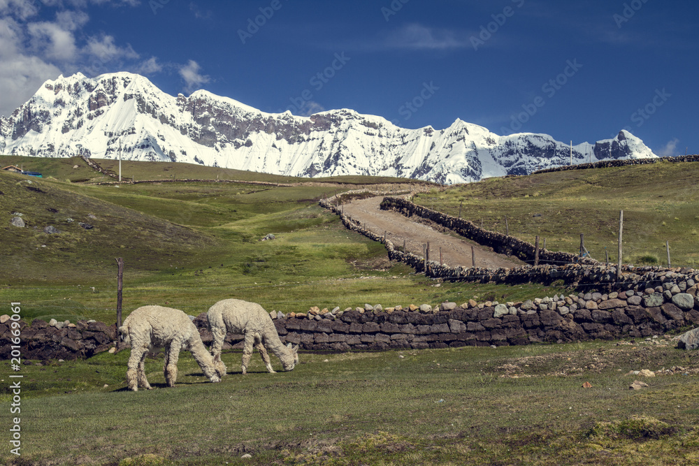 Naklejka premium Ausangate trek