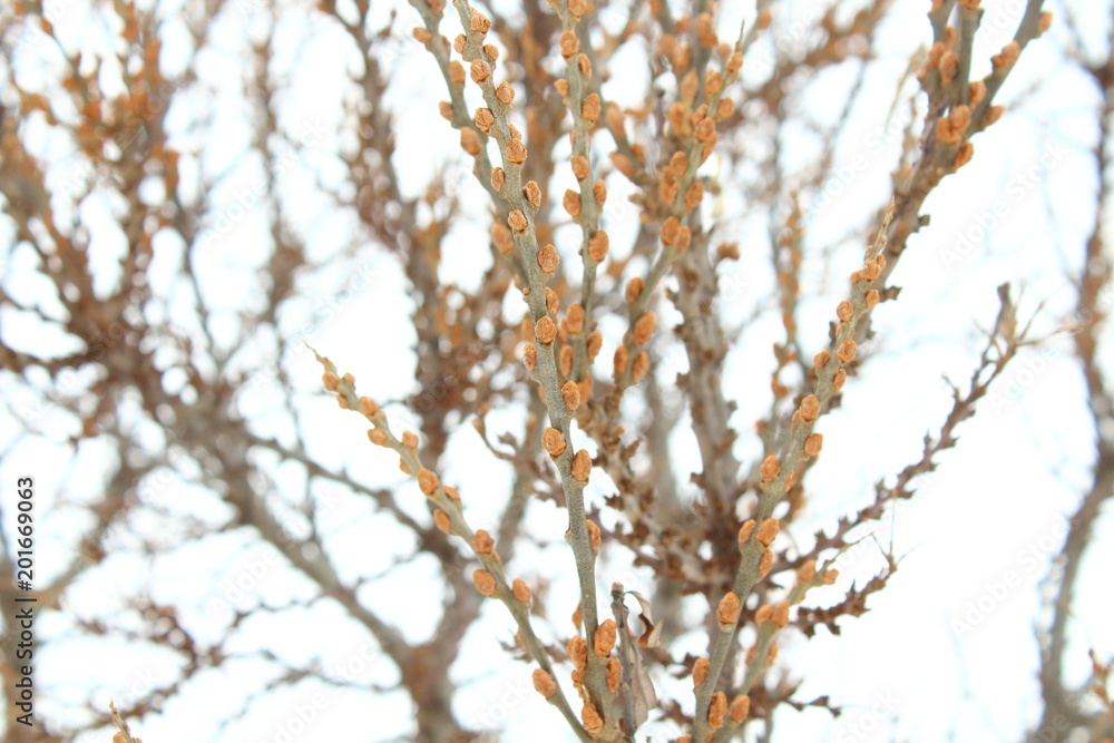 Branches of sea buckthorn close-up in winter. Background.