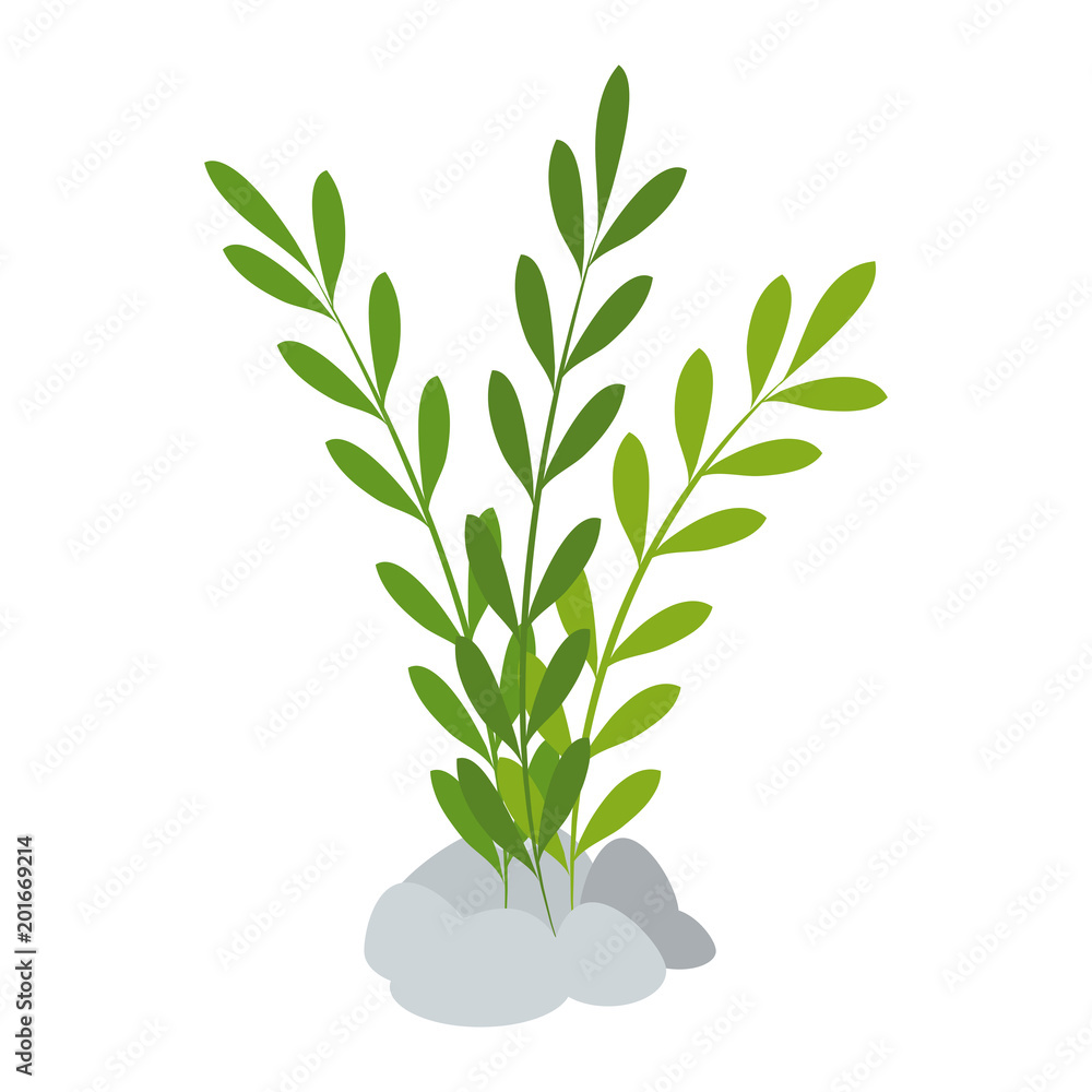 Fototapeta premium aquarium decorative seaweed icon vector illustration design