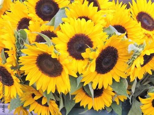 A bundle of fresh picked sunflowers