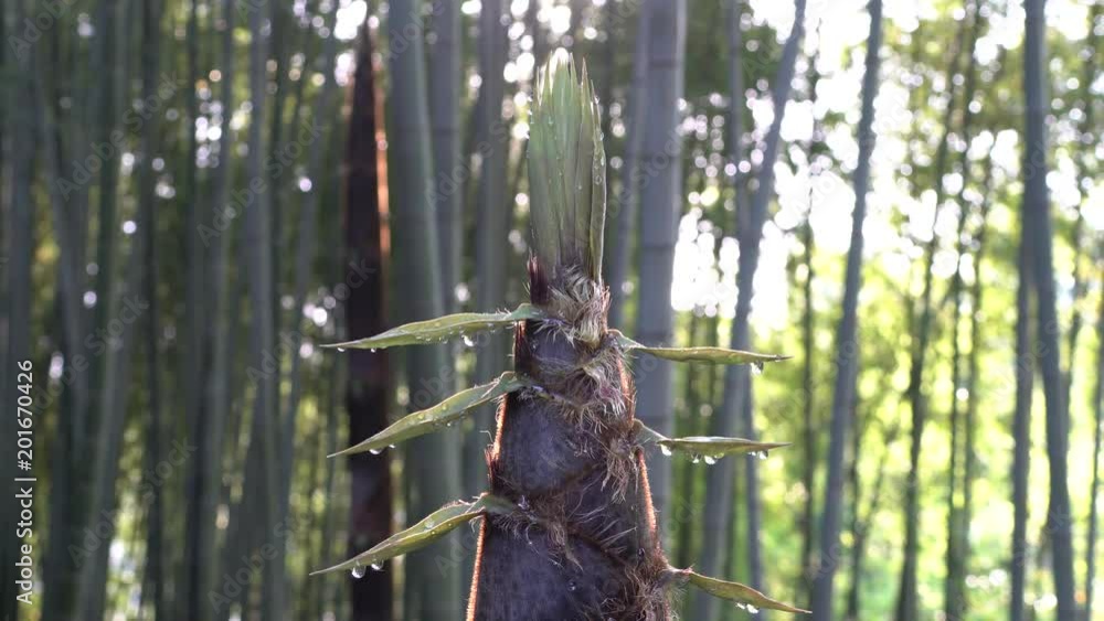 Tokyo,Japan-April 22, 2018: Drip from bamboo sprout or bamboo shoot is observed only early in the morning. Tokyo,Japan-April 22, 2018: Drip from bamboo sprout or bamboo shoot is observed only early in the morning.