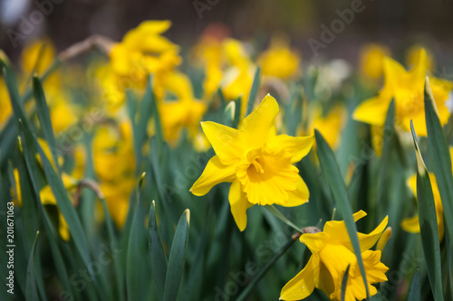 Fototapeta Naklejka Na Ścianę i Meble -  Beautiful blooming spring flowers at garden flowerbed