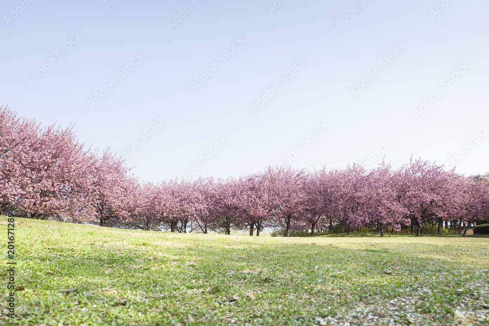 八重桜、公園