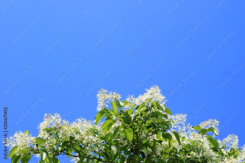 なんじゃもんじゃの花と青空