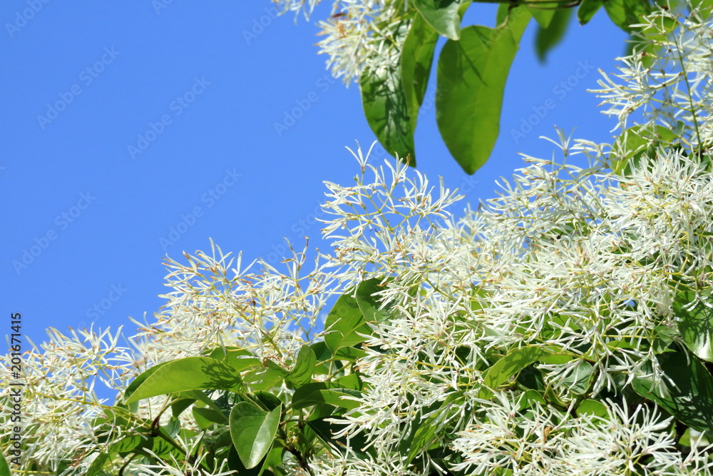なんじゃもんじゃと青空