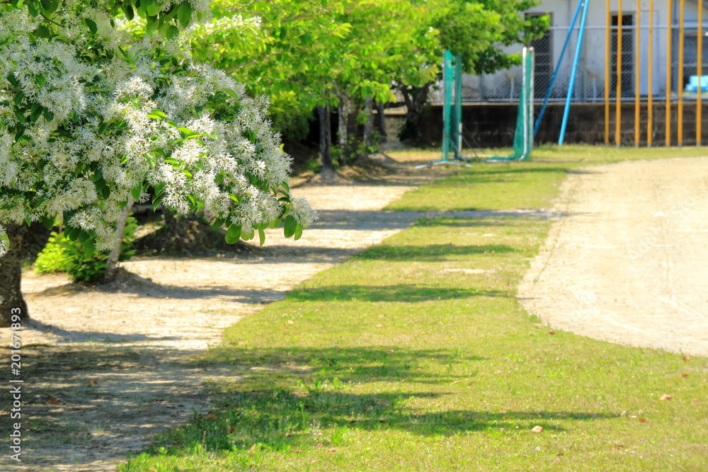 なんじゃもんじゃの木がある風景