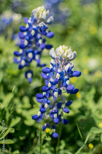  Bluebonnet Texas Flowers in Field