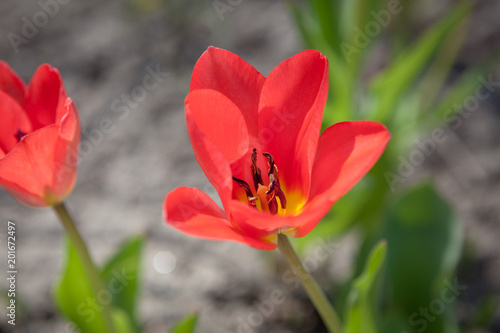 Vivid red tulip in garden closeup