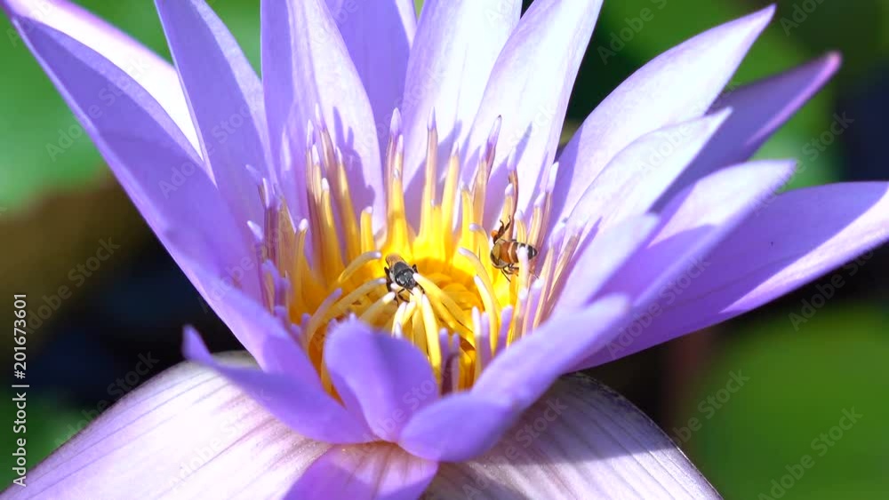 Bee pollinating a lotus flower 4K video. in morning time Bee pollinating a lotus flower 4K video. in morning time