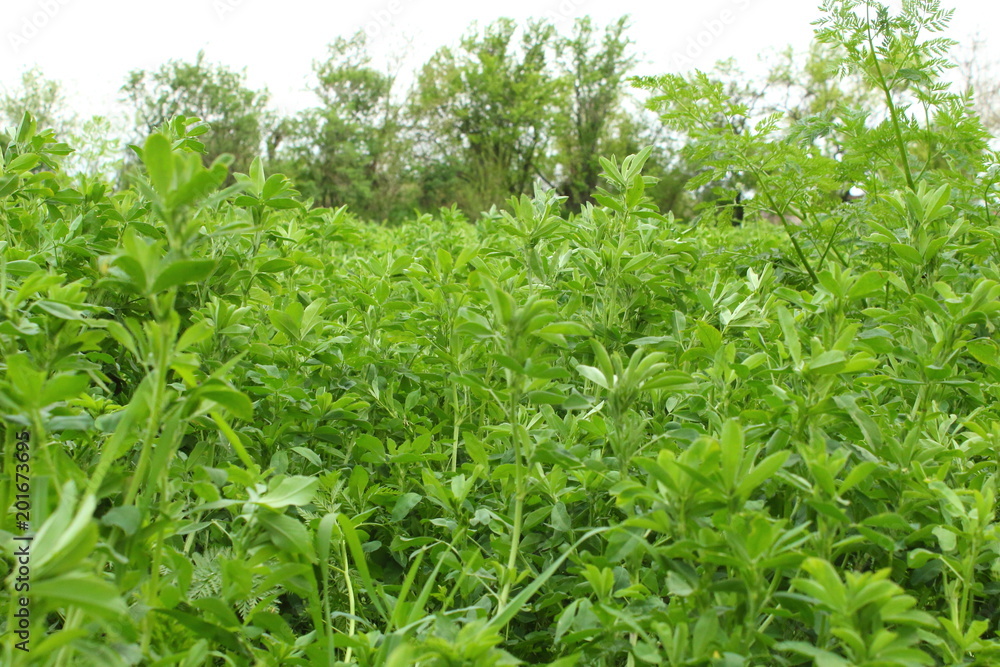 Campo de alfalfa Campo de alfalfa