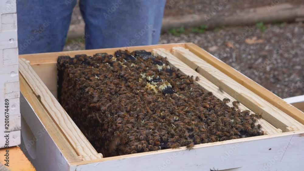 A view of honeybees in a beehive.