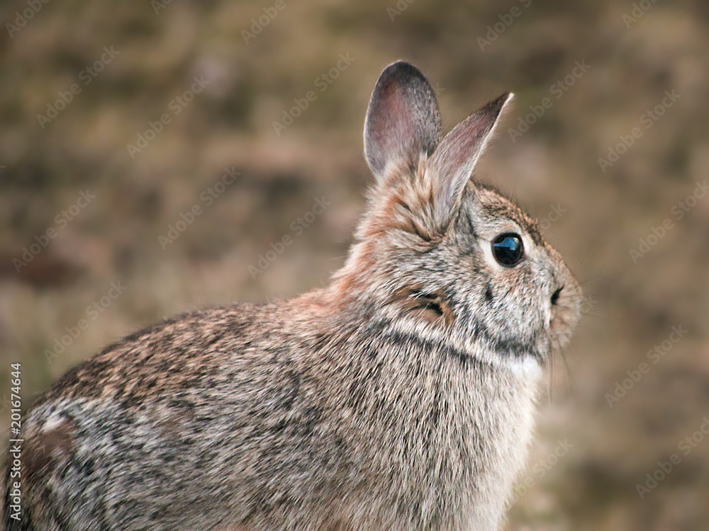 Fototapeta premium Snowshoe Hare Rabbit - Lepus americanus - looking right in closeup