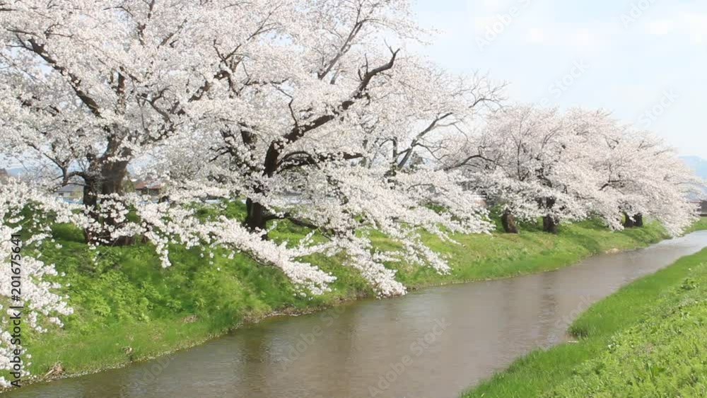 満開の桜 満開の桜