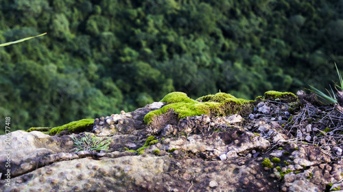 Mosses over a rock 