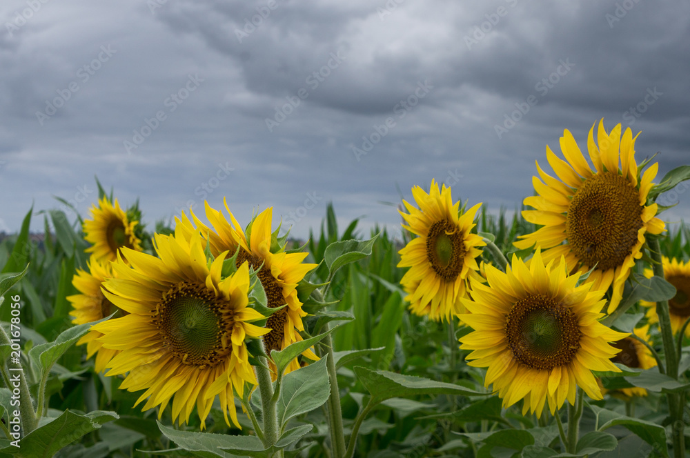 Obraz premium Champ de tournesols sous l'orage