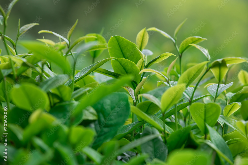 Growing green tea plants in spring mountains Growing green tea plants in spring mountains