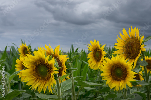 Champ de tournesols sous l orage