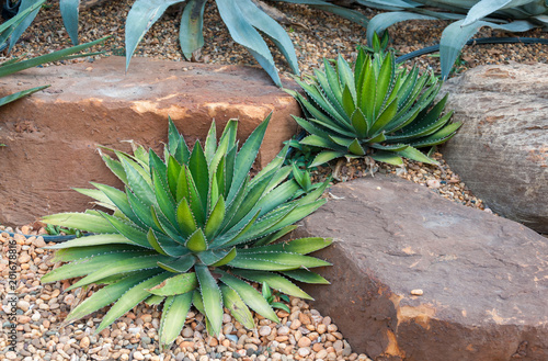 Agave plant tropical drought tolerance has sharp thorns.,Agave tequilana