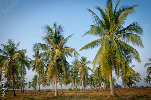 Coconut palm trees at side of tropical beach with blue sky © toktak_kondesign