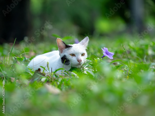 white cate in park