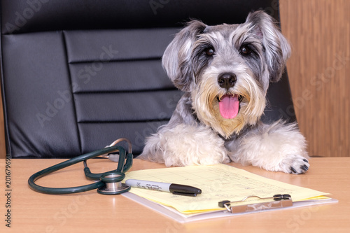veterinary dog