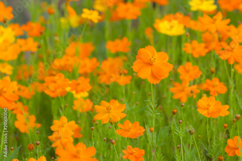 Cuadro en lienzo Orange cosmos flowers