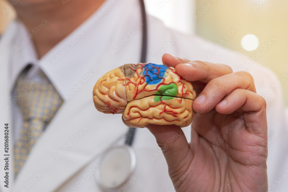 Doctor holding a  brain model