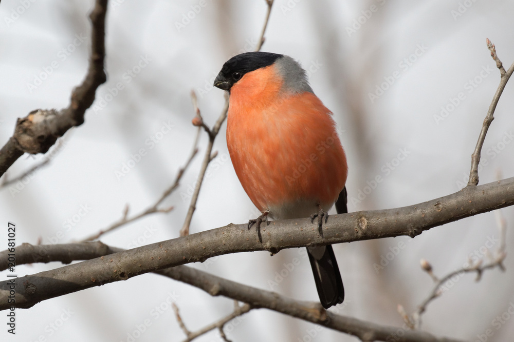 Cute bullfinch is sitting on a tree branch. Animals wildlife. Spring morning. Wild Animals.Wild nature of Ukraine. Closeup. Kiev. Ukraine, Cute bullfinch is sitting on a tree branch. Animals wildlife. Spring morning. Wild Animals.Wild nature of Ukraine. Closeup. Kiev. Ukraine,