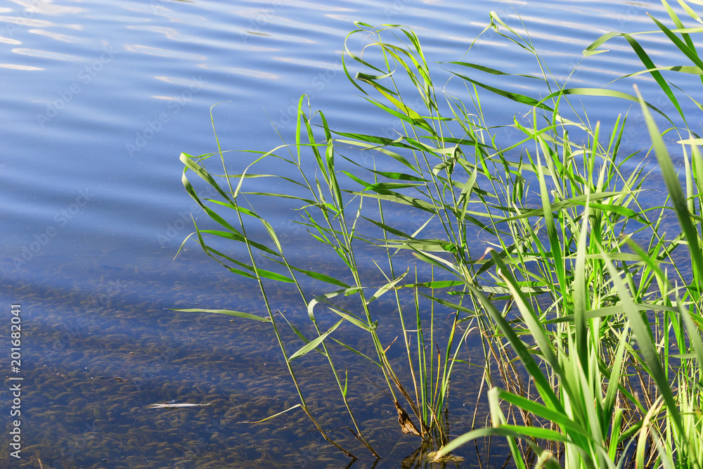 Cane plant and water surface. Nature background with coastal reeds on blue lake. Cane plant and water surface. Nature background with coastal reeds on blue lake.