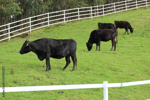 横根高原・前日光牧場