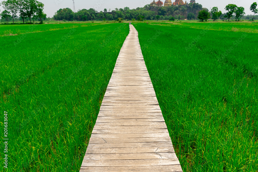 Rice farm green paddy and wooden bridge Rice farm green paddy and wooden bridge