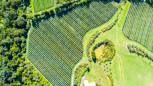 Aerial view on a small vineyard. Waiheke Island, Auckland, New Zealand.