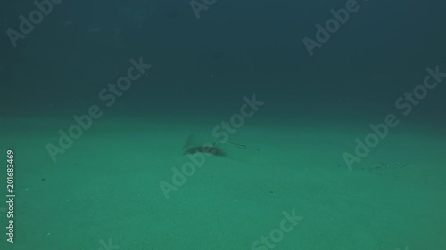 Wallpaper Mural Diamond stingray (Dasyatis brevis), feeding in the sand of the reefs of the Sea of Cortez, Pacific ocean. Cabo Pulmo National Park, Baja California Sur, Mexico. Cousteau named it The world's aquarium. Torontodigital.ca