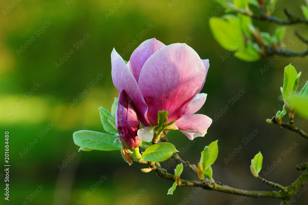 Fototapeta premium Beautiful pink magnolia. Indirect magnolia. Soulange magnolia 