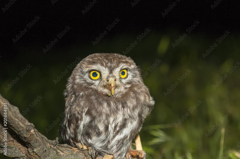 portrait of cute little owl with bokeh portrait of cute little owl with bokeh