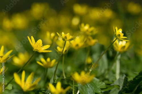 Blumen / Gelbe Blumen in einem Garten