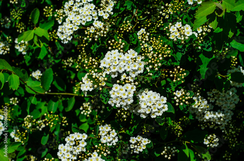 Blossoming bush Spirea arguta  Brides wreath 